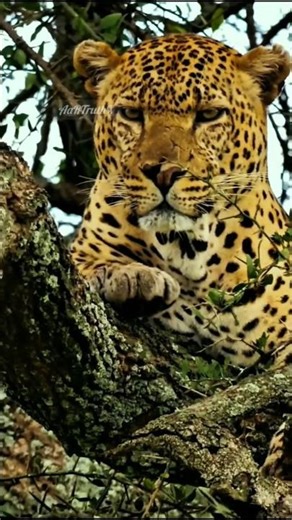 Cheetah – Fastest Land Animal on Earth | Speed, Hunting & Survival Facts