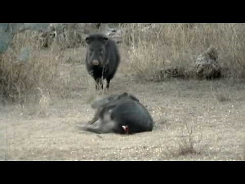 Javelina Hunting