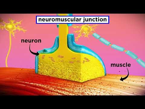 The Mechanism of Muscle Contraction: Sarcomeres, Action Potential, and the Neuromuscular Junction