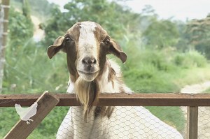 How To Care For A Goat: A Simple Guide — Farm & Animals
