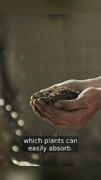 The Nitrogen Cycle Explained