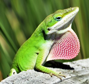 40 Types of Lizards Found in Florida! (ID Guide)