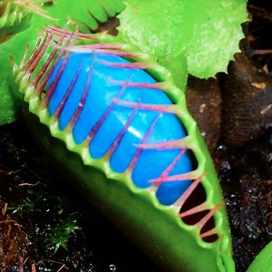 1.3M views · 543 reactions | Simple natural insect control methods that will not harm your plants | Green Bean | Facebook