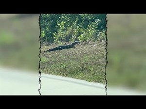 Large monitor lizard caught on camera in
