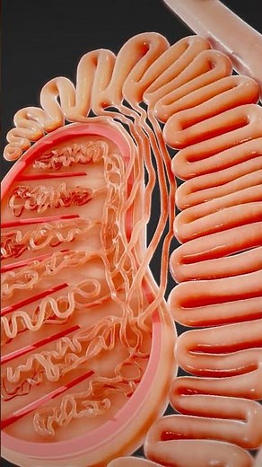 Internal Genital Organs