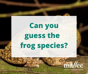 Frog sounds…🐸🔊 Most frogs can make sounds if they are distressed or under attack. Male frogs also make territorial calls particularly when it is raining. Only male frogs give the mating call. They make these calls by pumping air over the vocal cords in their throat. Vocal sacs under their throat increase the volume of the sounds from the vocal cords. Female frogs have ears that are tuned to hear only the call of their own species in a crowd of calling males, so there is no chance of them getti