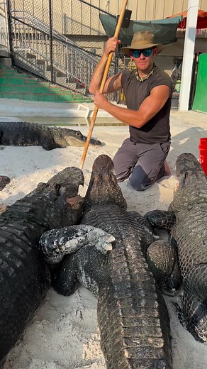 “ How do you tell the gators apart” is one of the most common questions that I get. To me they all look different and I just look at their faces and know which one it is😂. More info from previous posts-At Everglades Holiday Park We feed our gators at the rescue once a week, that’s it, and only a few pieces each. 40lbs between about 20 gators, once a week. And most are overweight from this! That’ll blow a few minds, but you just have to remember your high school biology! Being that they’re ectot