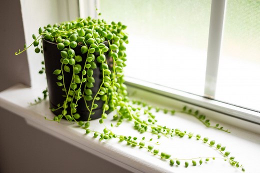 How to Care for String of Pearls, a Drought-Tolerant Succulent With a Unique Appearance