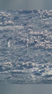 Wolves chasing bison, an unsuccessful hunt. | Wild Love Images - Julie Argyle Wildlife Photography #shootwithacamera