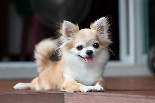 32 Best Small Dog Breeds for Any Household