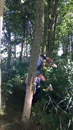 How to Harvest Slippery Elm Bark