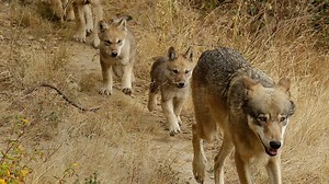 Researchers have identified a new pack of endangered gray wolves in California