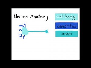 Neuronal Development
