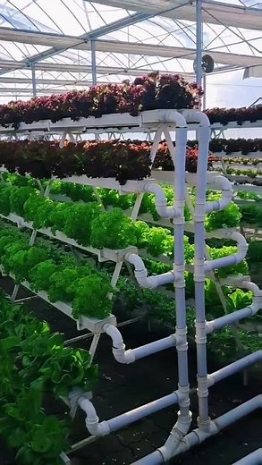Inside China’s Futuristic Hydroponic Greenhouses