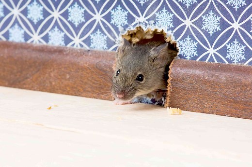 Have Mice in Your House? Here's How to Get Rid of Them and Keep Them Out