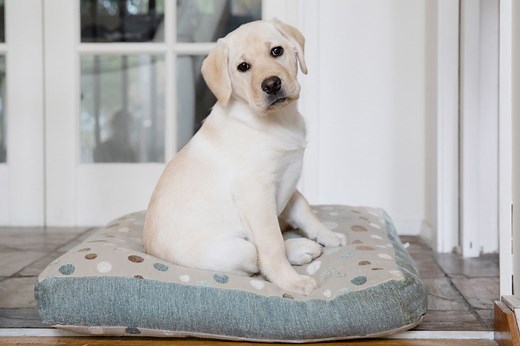 Puppies 101: Everything You Need to Know About Your New Puppy