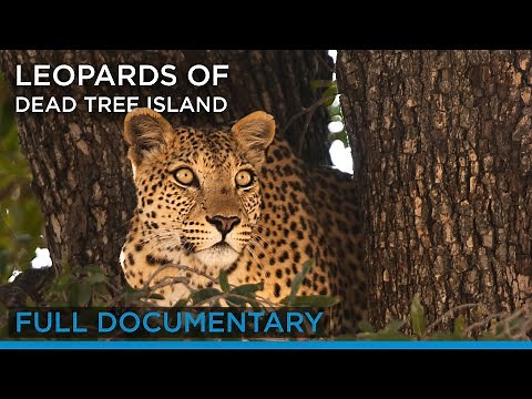 Leopards of Dead Tree Island (Full Documentary) | Earth Touch TV
