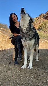 292K views · 9.2K reactions | These sanctuary owners are challenging common misconceptions about wolf behaviour  | Furry Tails | Facebook