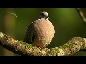 A Turtle dove chirping in forest with nature sound