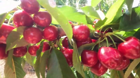 The Ultimate Guide to Pumpkin Harvesting and Fall Crops