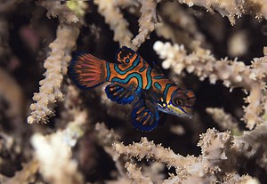 13 Most Popular Colorful Fish