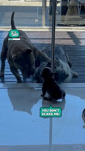 1.9M views · 54K reactions | Puppy shows big dogs who's boss 壘 | Furry Tails | Facebook