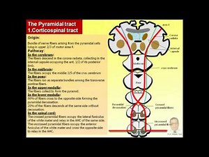 20 pyramidal tract,avi v1 ‏