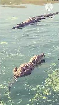 Accouplement des crocodiles. #worldwildlife #crocodile #animallife #wildlife
