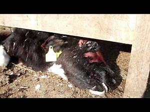 もうすぐ大震災から10年、繰り返されてきた畜産動物たちの悲劇