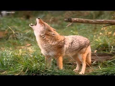 Coyote Sounds