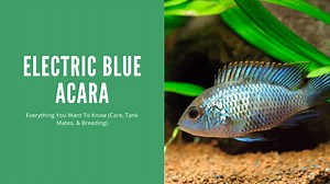 Electric Blue Acara - A Complete Care Guide