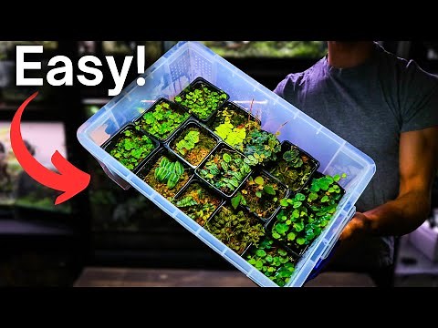 How To Grow Terrarium Plants - Easy Beginner Method