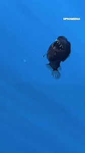 47K views · 400 reactions | The intimidating fish from "Finding Nemo" was seen for the first time in history swimming at the surface, this sighting of an anglerfish left scientists shocked. | The Kiwi | Facebook
