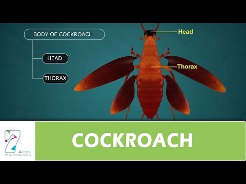 COCKROACH