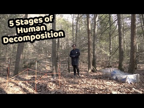 How does a human body decompose? | Body Farm Forensics
