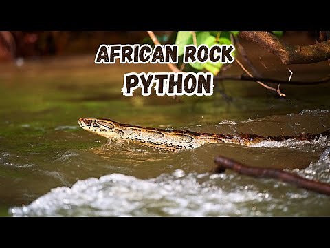 The Mysteries of the African Rock Python: Africa’s Most Powerful Serpent Revealed! 🐍🌍