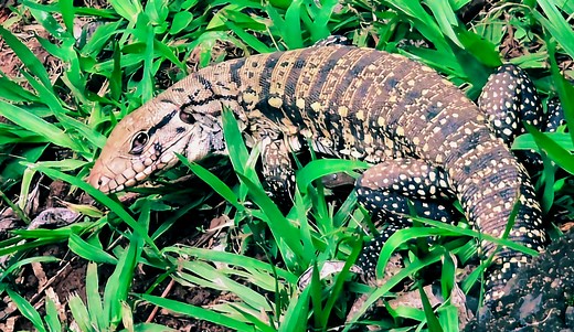 Names for Tegu Lizard | Unique Pet Name Ideas for Any Gender - Pets With Scales