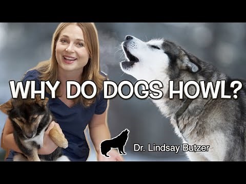 WHY DO DOGS HOWL? | Veterinarian Explains
