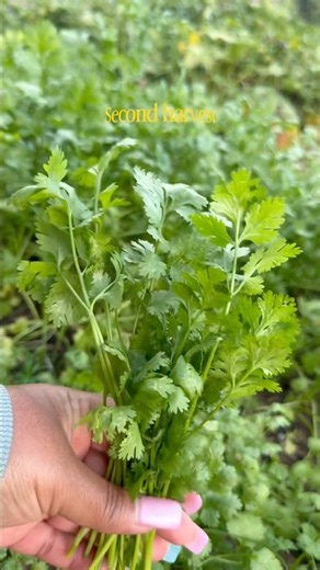 Sowing and harvesting cilantro /coriander #gardening #cilantro #coriander #gardeningtips #harvest