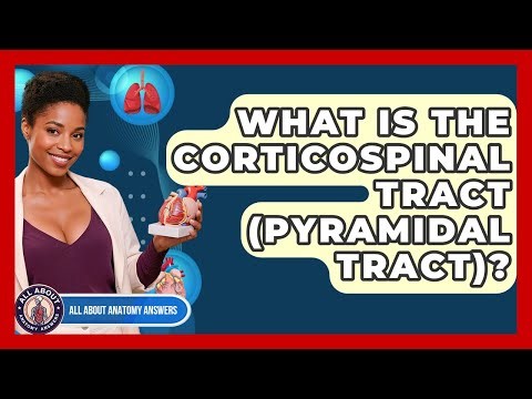 What Is The Corticospinal Tract (Pyramidal Tract)? - All About Anatomy Answers