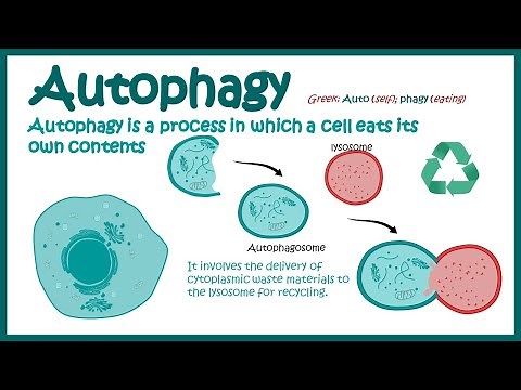 Autophagy | Introduction to Macroautophagy | Mechanism of Autophagy | fasting induce Autophagy