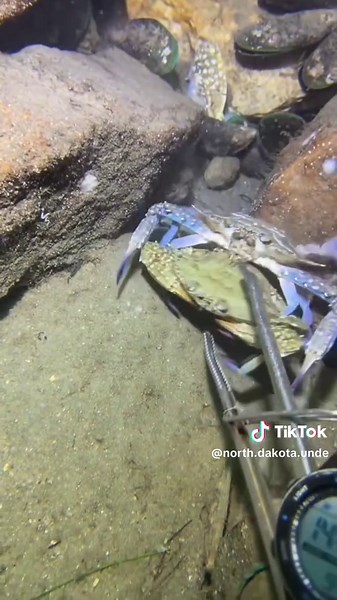 Fly Fishing Techniques for Catching Clearwater Fish