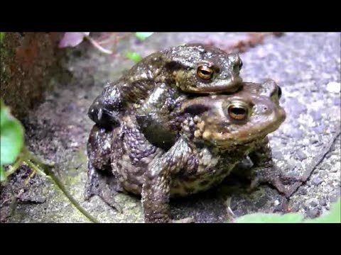 ► MATING TOADS & EGGS