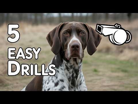 Gundog Training Drills Every Beginner Needs