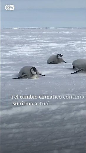 ¿Sabias que los pingüinos emperador pueden medir hasta 1.20m?