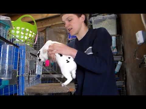 Video 2 Introducing the Varieties of the Mini Rex Rabbits