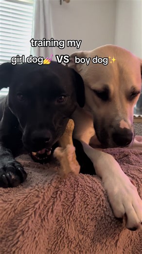 Understanding Dog Intelligence: Girl vs Boy Dogs