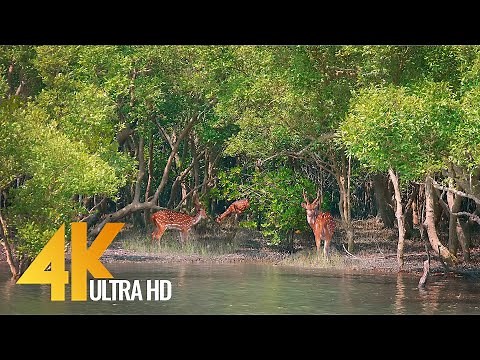 Sundarbans - The World’s Largest Natural Mangrove Forest, India - 4K 60fps Nature Relax Video