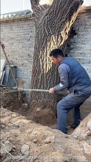 Process Of Digging Out The Large Tree Stump In The Corner !