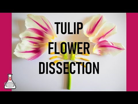 Tulip Flower Dissection